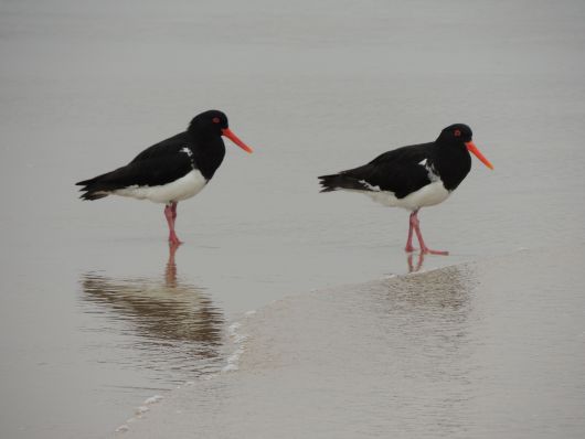 Oyster Catcher Bakers Beach
